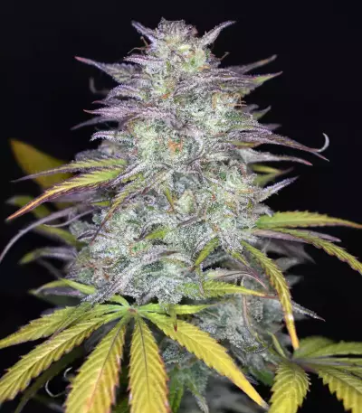 Smoothie Auto (Fast Buds) Cannabis-Samen