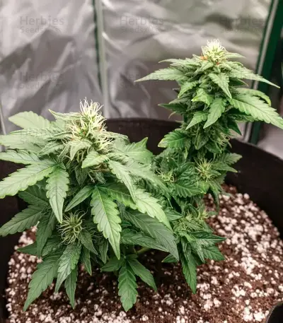 Solomatic Auto CBD (RQS) Cannabis-Samen