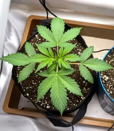 Stress Killer Automatic CBD (RQS) Cannabis-Samen