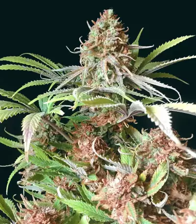 Super Lemon Haze (GHS)