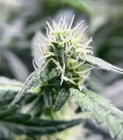 Super Sangria Skunk Autoflower feminisierte Samen (Seedkeepers)