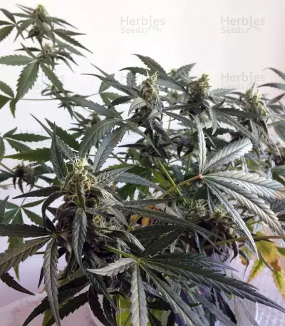 Trippy Gorilla Autoflowering (Big Head Seeds) Cannabis-Samen