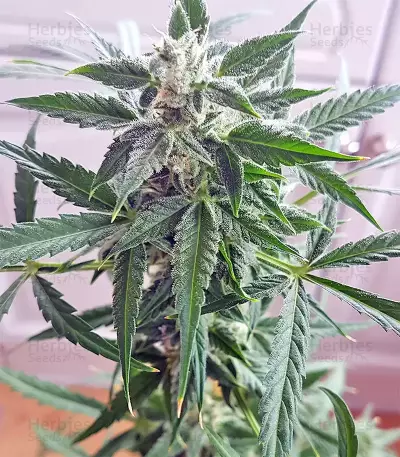 White Widow (Seedstockers) Cannabis-Samen
