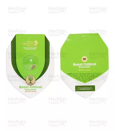 Royal Critical Automatic (RQS) Cannabis-Samen