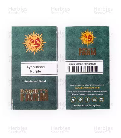Ayahuasca Purple (Barney's Farm) Cannabis-Samen