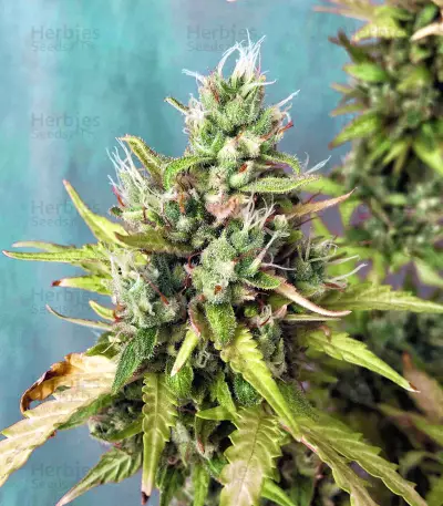 Amnesia Bilbo Auto (Genehtik Seeds) Cannabis-Samen