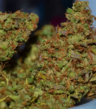 Auto Super Skunk (Auto Skunk) (Original Sensible Seeds) Cannabis-Samen