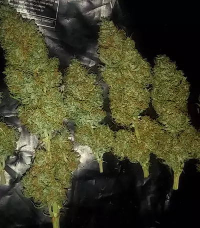 Auto Ultimate (Dutch Passion) Cannabis-Samen