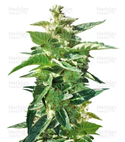 BCN Power Plant Autoflower (Seedstockers) Cannabis-Samen