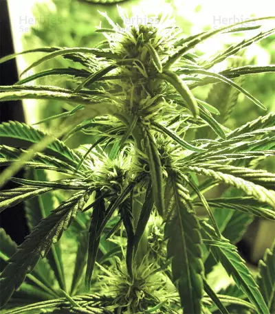 Big Freeze (Big Head Seeds) Cannabis-Samen