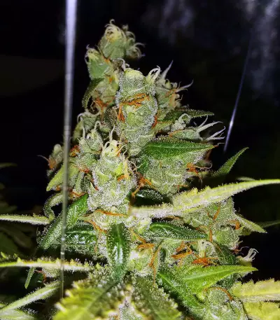 Blue Cheese (Big Buddha Seeds) Cannabis-Samen
