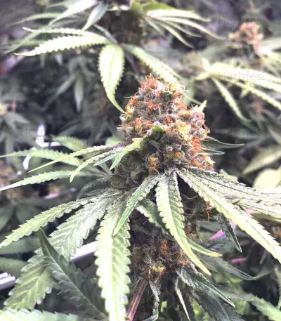 Bubblegum (T.H. Seeds) Cannabis-Samen