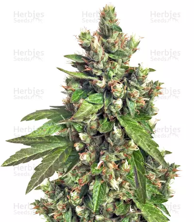 Buddha Medikit CBD (Buddha Seeds) Cannabis-Samen
