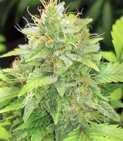 Buzz Light Gear (Dr. Krippling Seeds) Cannabis-Samen