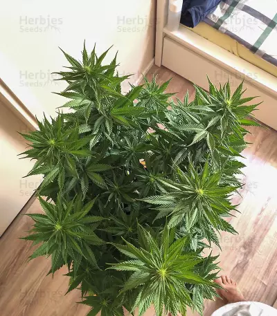 CBD Blue Shark (Barney's Farm) Cannabis-Samen