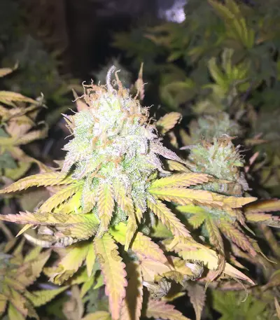 CBD Blue Shark (Barney's Farm) Cannabis-Samen