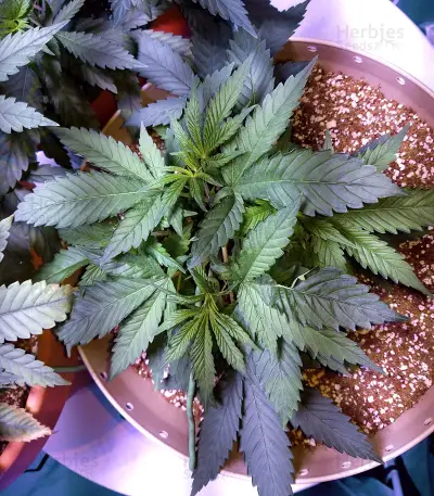 Cookie Dawg (Big Head Seeds) Cannabis-Samen