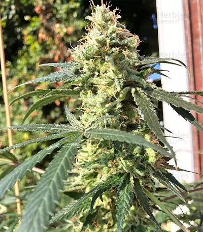 Durban Regular (CannaBioGen) Cannabis-Samen