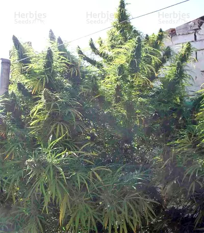 Golden Tiger regular (Ace Seeds) Cannabis-Samen