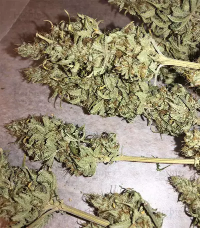 Gorilla x White Widow (Expert Seeds) Cannabis-Samen
