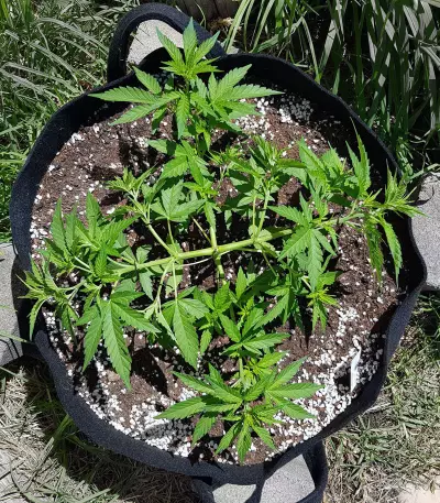 Green Crack (BlimBurn Seeds) Cannabis-Samen