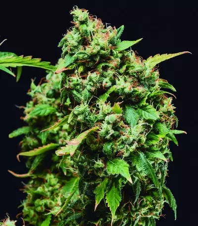 Green Crack (BlimBurn Seeds) Cannabis-Samen