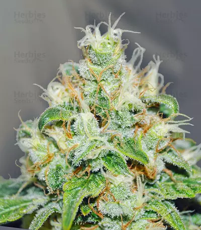 Jägg Kush (Delicious Seeds) Cannabis-Samen
