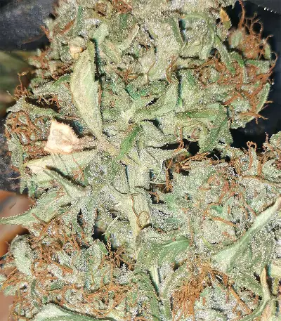 Malawi x Panama (Ace Seeds) Cannabis-Samen