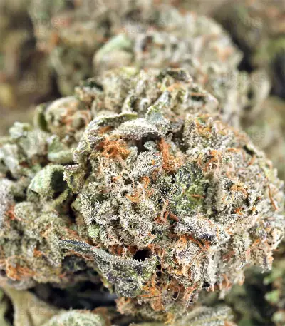 Mangobiche Kush Regular (CannaBioGen) Cannabis-Samen