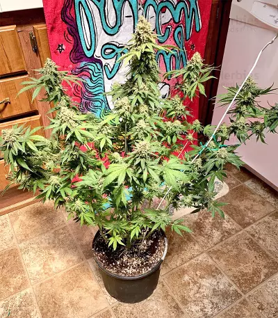 Northern Lights regular (Sensi Seeds) Cannabis-Samen