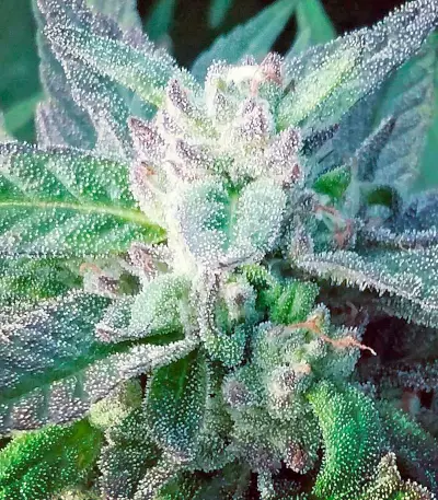 Sapphire OG (Humboldt Seeds Organization) Cannabis-Samen