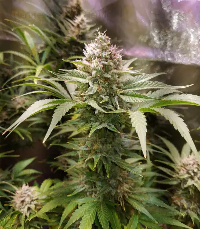 Strawberry Nuggets Auto (Mephisto Genetics) Cannabis-Samen