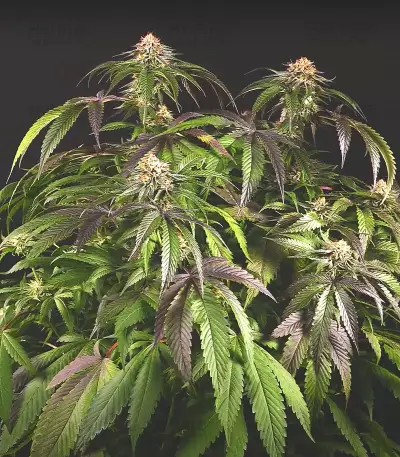 Velvet Octane (Humboldt Seeds Organization) Cannabis-Samen