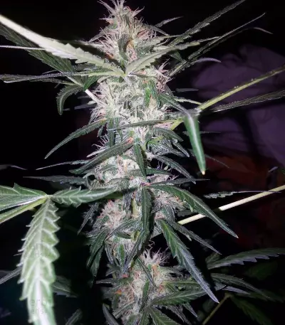 Waist Deep Auto (Heavyweight Seeds) Cannabis-Samen