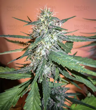 White Crystal Meth Auto
