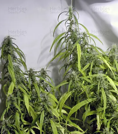 Arjan's Ultra Haze #1 (GHS) Cannabis-Samen