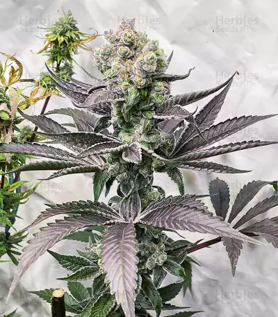 Bruce Banner # feminisierte Samen (AlphaFem Seeds)