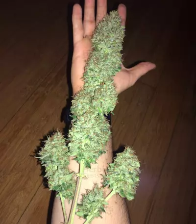Critical Automatic (BlimBurn Seeds)