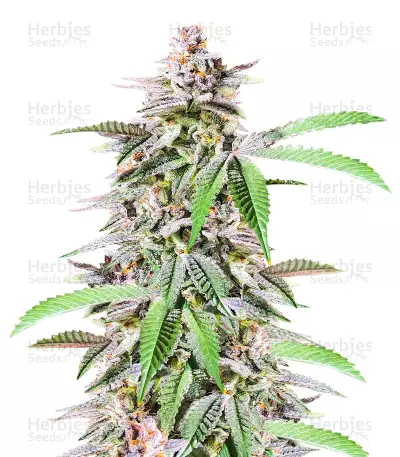 Dozy Breath feminisierte Samen (AlphaFem Seeds)