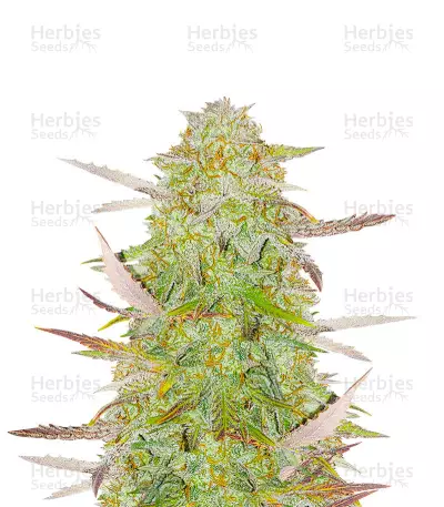 Superior Auto Mix feminisierte Samen (Herbies Seeds)