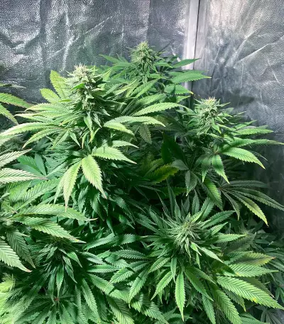 Kukulkán (Pyramid Seeds) Cannabis-Samen
