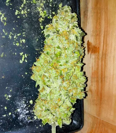 OG Kush Fast Version feminisierte Samen (EGS)