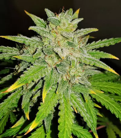 Runtz XL Auto Samen feminisiert (Sweet Seeds)