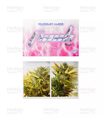 Russian Haze Auto (Flash Seeds) Cannabis-Samen
