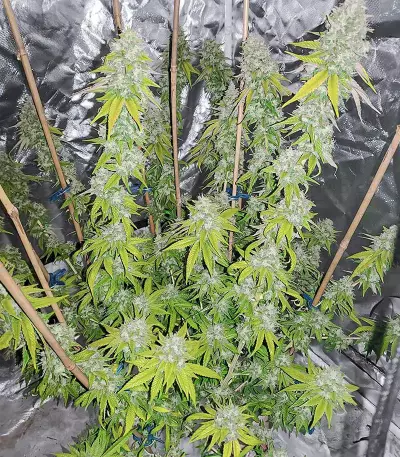 Sith OG feminisierte Samen (AlphaFem Seeds)