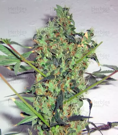 Arjan's Strawberry Haze (GHS) Cannabis-Samen