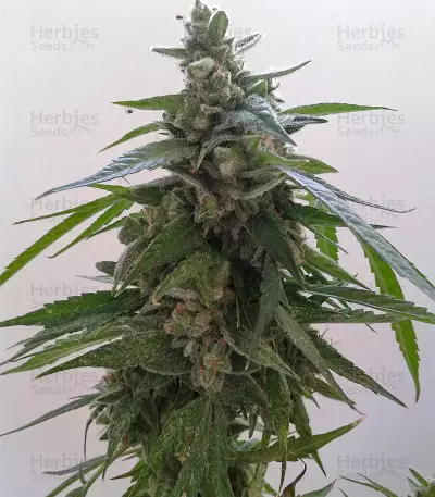 Buddha Magnum Auto (Buddha Seeds) Cannabis-Samen