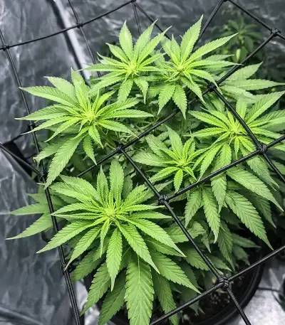 CBD D Diesel (CBD Botanic Seeds) Cannabis-Samen