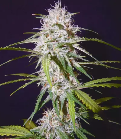 Cherry Bomb (Bomb Seeds)