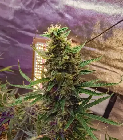 Cristal Paradise (K.C. Brains Seeds)